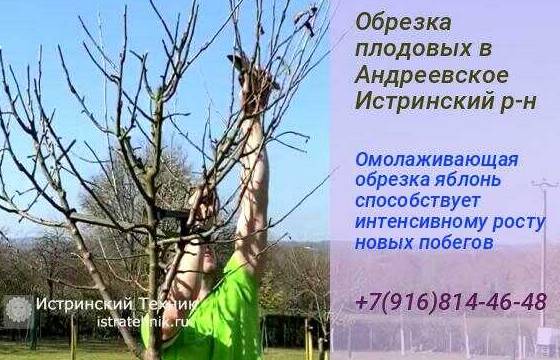 Обрезка деревьев, яблони и плодовых в Андреевское Истринский р-н, обработка, хвойники, услуги, сливы, кустарник
