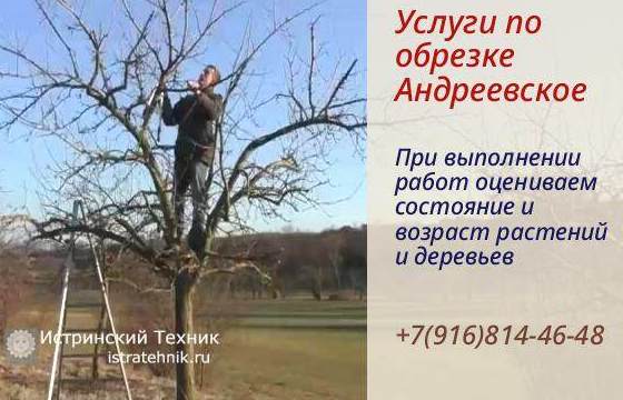 Обрезка деревьев яблони и веток, для роста побеги, кронирование и клен и рябина в Андреевское Истринский р-н