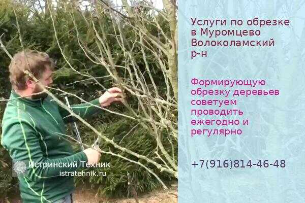 Обрезка деревьев в Муромцево Волоколамский р-н, яблони и плодовых, обработка, хвойники, услуги, вишни, кустарник