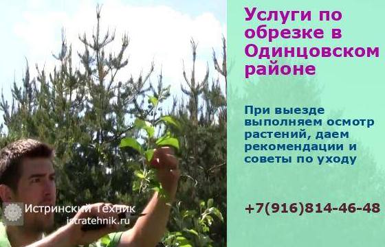 Обрезка деревьев, яблони и плодовых в Одинцовском районе, обработка, хвойники, услуги, декоративная, кустарник