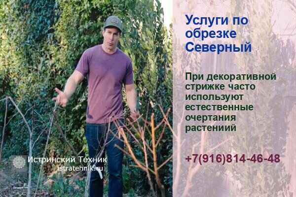 Обрезка деревьев Северный, плодовых и фруктовых, и Подмосковье яблони и груши, кустарник, хвойные, подкормка, услуги садовника