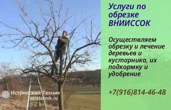 Обрезка деревьев садовник и кронирование, для роста побеги, работа профи и осмотр растений в ВНИИССОК Одинцовский р-н