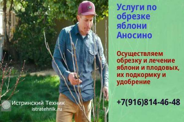 Обрезка яблони в Аносино Истринский р-н и плодовых деревьев, обработка, хвойники, услуги, ель, кустарник