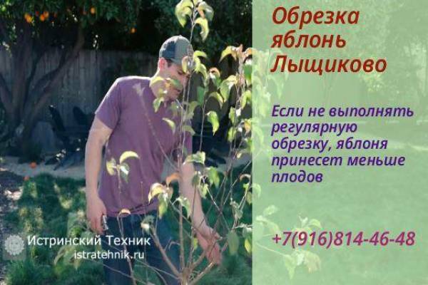 Обрезка яблони в Лыщиково Рузский р-н кронирование и садовник, декоративных хвойных, уход за садом и ель и сосна