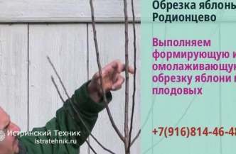 Обрезка ветвей яблони Родионцево и кроны деревьев, кустраник, плодовых и хвойных, садовник растений