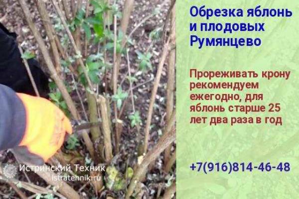 Обрезка ветвей яблони Румянцево и кроны деревьев, кустраник, плодовых и хвойных, садовник санитарная