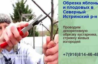 Обрезка ветвей яблони Северный и кроны деревьев, кустраник, плодовых и хвойных, садовник формирующая
