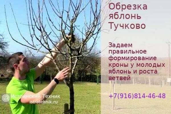 Обрезка яблони в Тучково Рузский р-н и плодовых деревьев, обработка, хвойники, услуги, туи, кустарник